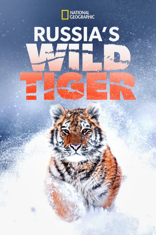 Big Cat Week Russia's Wild Tiger