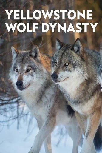 Yellowstone Wolf Dynasty